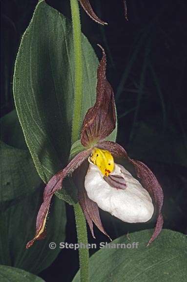 cypripedium montanum 3 graphic